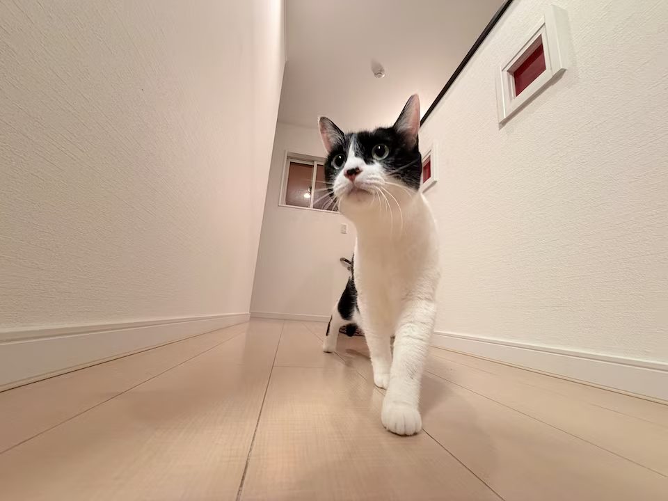 廊下を歩くはちわれ猫のコロ