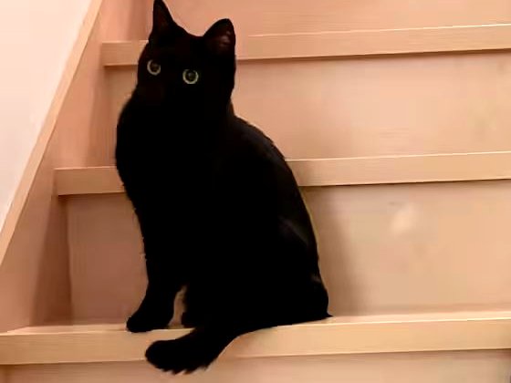 階段に座る黒猫のヒメ