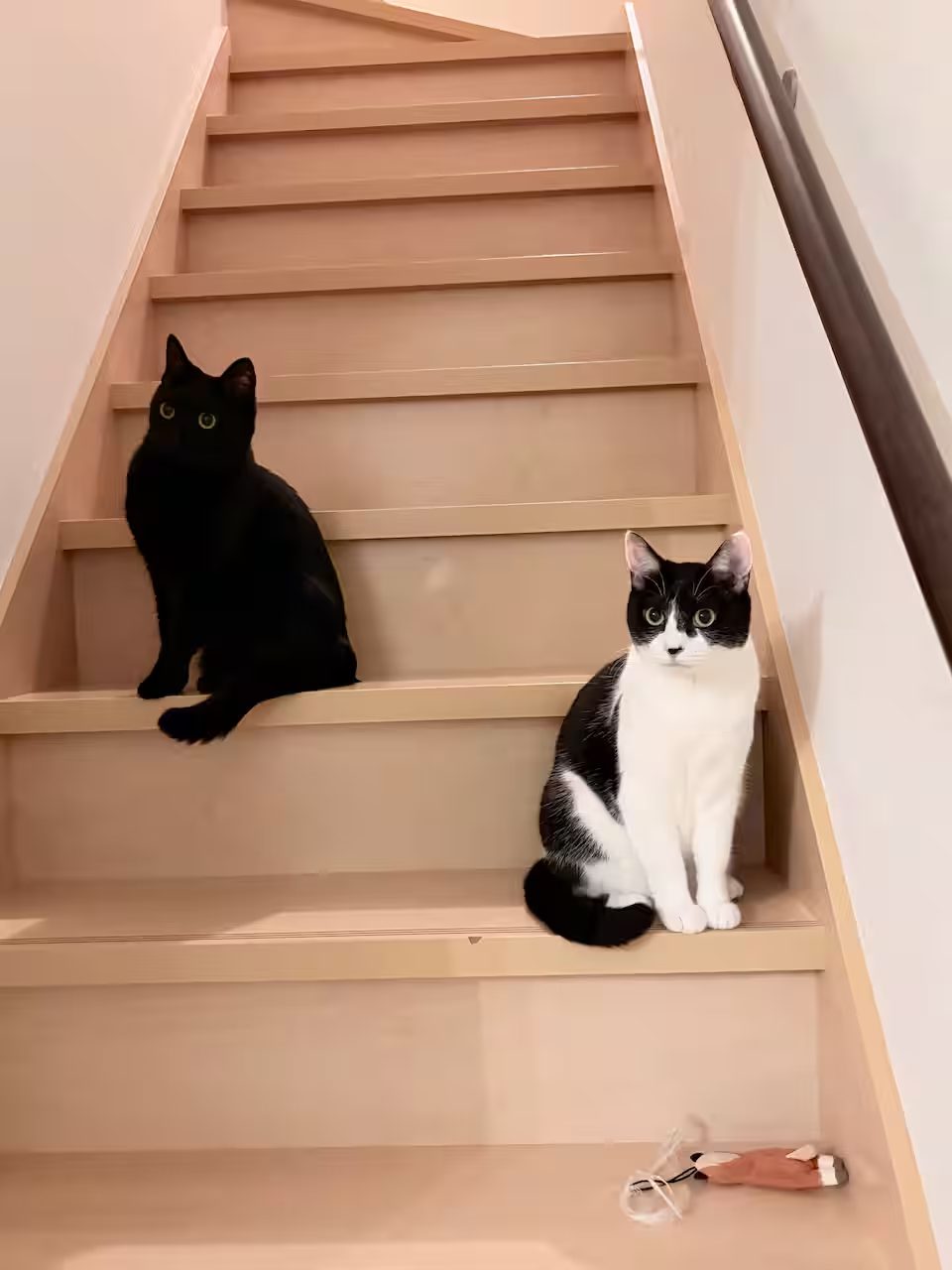 階段に並んで座る黒猫のヒメと、はちわれのコロ